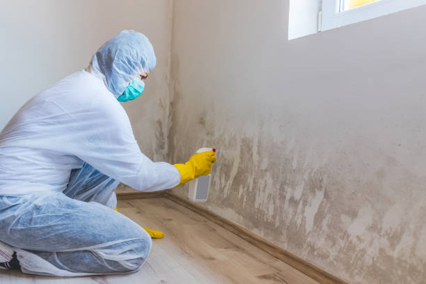 Licensed Mold Testing service in Quincy, MA - WQB Mold Removal