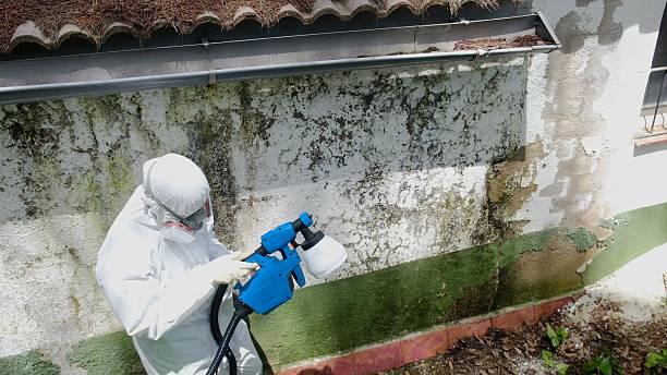 Top rated local Mold Testing specialists in Quincy, MA